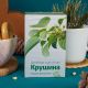 Крушины кора 50 гр